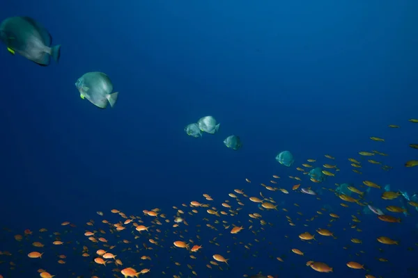 Océan Soleil Spadefish Orbiculaire — Photo