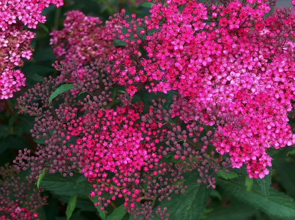 Bellissimi Fiori Sfondo Concetto Floreale — Foto Stock