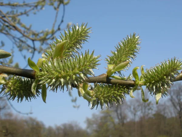 Schöne Botanische Aufnahme Natürliche Tapete — Stockfoto