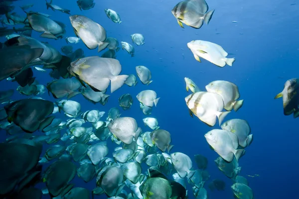 Oceano Sole Spadefish Orbicolare — Foto Stock