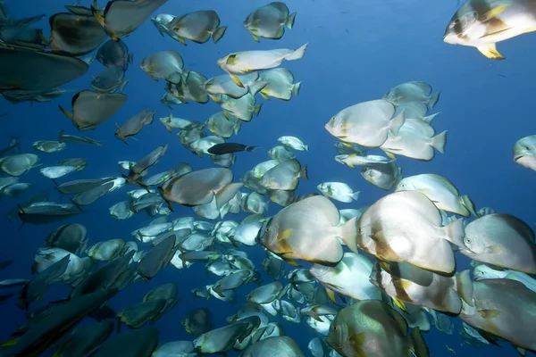 Ozean Sonne Und Kugelförmige Spadefish — Stockfoto