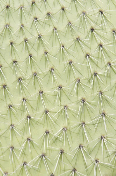 サボテン植物とげのある植物 — ストック写真