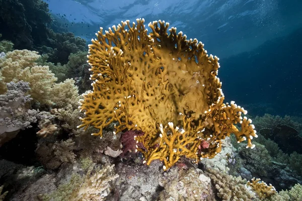 Vízi Növény Állatvilág Víz Alatti Tenger Korall Halak — Stock Fotó