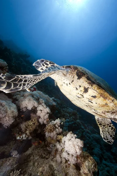 Океан Сонце Яструби Черепахи — стокове фото