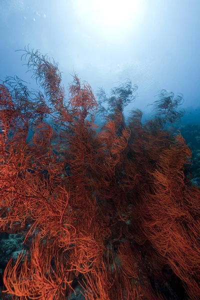 Óceán Nap Elágazó Fekete Korall — Stock Fotó