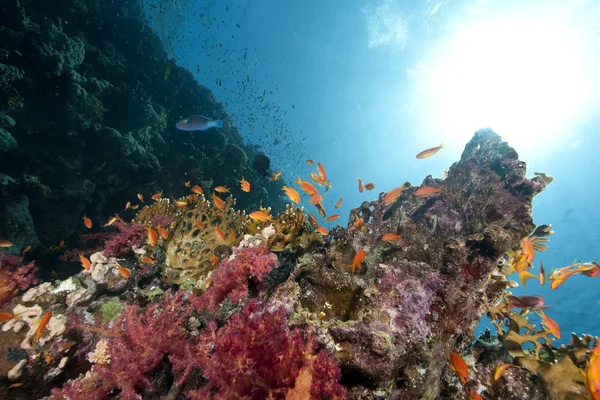 Синій Глибокий Океан Сонце Риба — стокове фото
