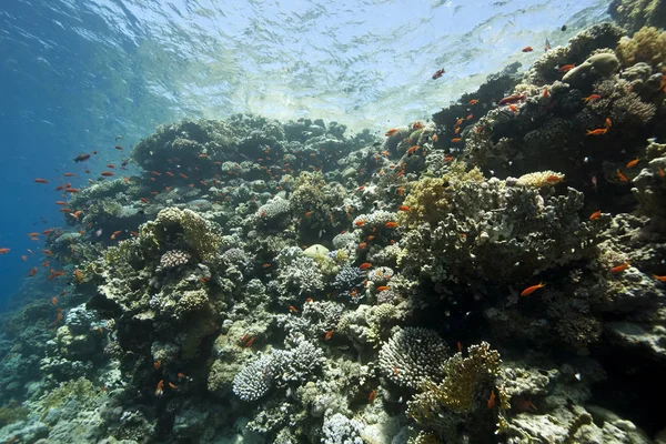 Водна Флора Фауна Море Під Водою Корали Риби — стокове фото