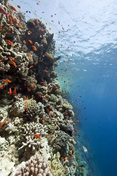 Flore Faune Aquatiques Sous Marins Coraux Poissons — Photo