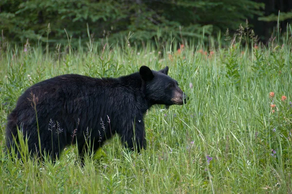 Чорний Ведмідь Лузі — стокове фото