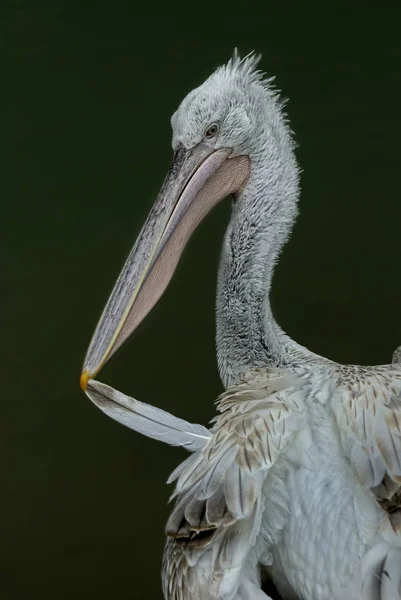 Пеликан Длинным Клювом — стоковое фото