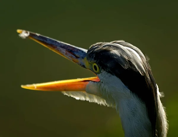 Pittoresker Vogel Themenschuss — Stockfoto