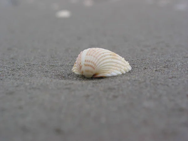 海贝壳 海贝壳 — 图库照片