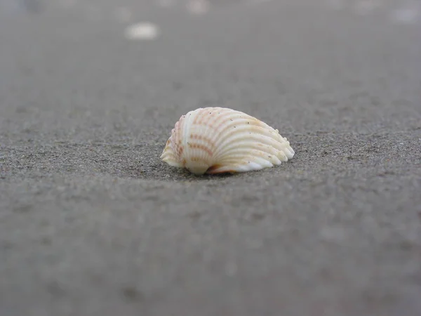 Mořské Mušle Mořská Mušle — Stock fotografie