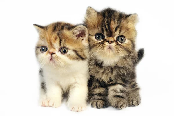 Playful Funny Cat Animal Pet Concept — Stock Photo, Image