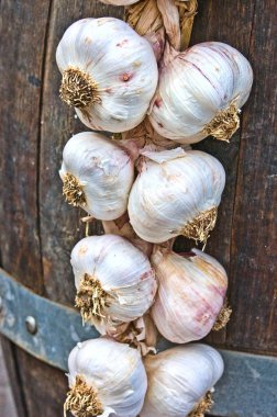 Close up view of garlic bulbs clipart