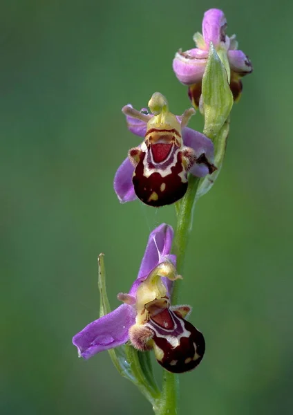 Escénico Flor Colorida Hermosa Orquídea — Foto de Stock