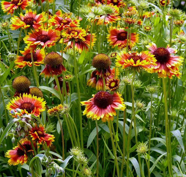 Campo Flores Flora Verão Natureza — Fotografia de Stock