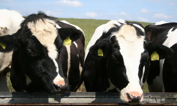 Kor Naturlandskap Selektivt Fokus — Stockfoto