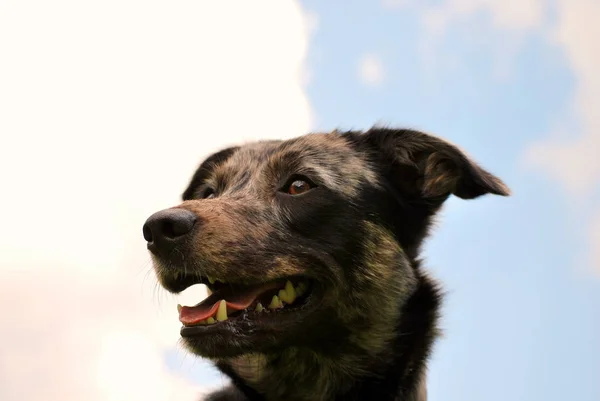 Portrait Cute Dog — Stock Photo, Image