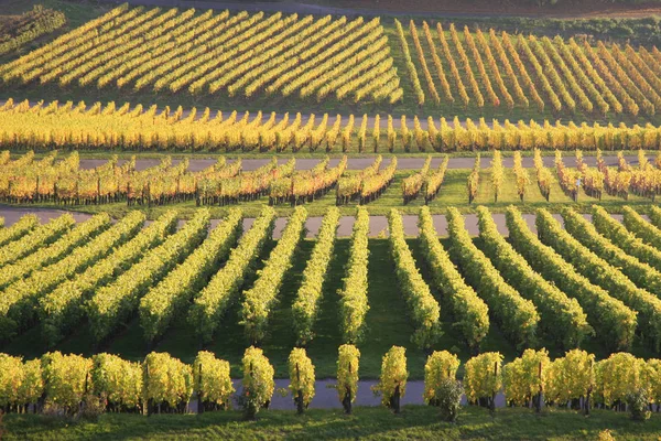 Wijngaarden Landbouw Wijnstokken — Stockfoto