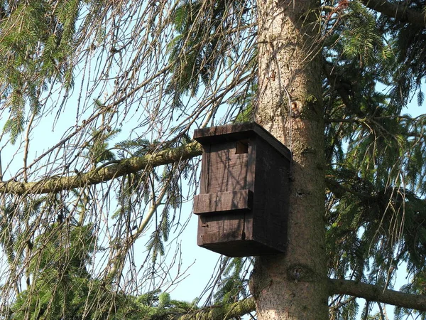 Гнездовая Коробка Дереве — стоковое фото