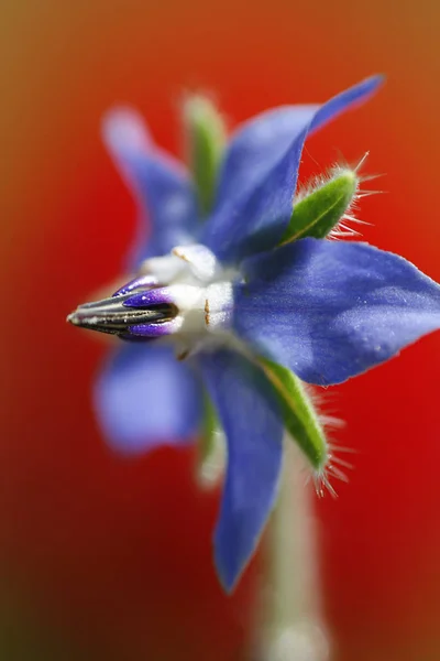 Flor Borraja Pétalos Azules Flora — Foto de Stock