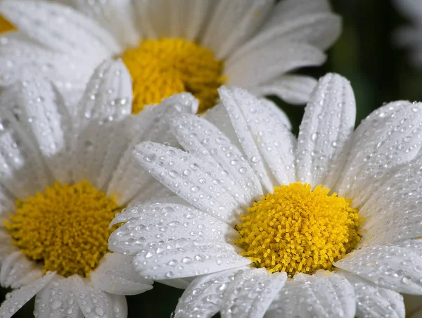 Vista Panorámica Hermosas Flores Marguerita — Foto de Stock