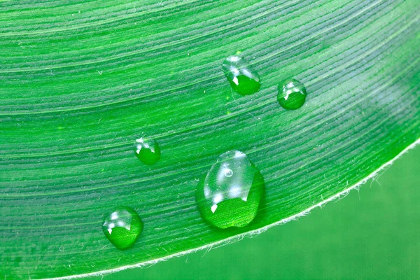 Water Drops Leaf Isolated — Stock Photo, Image