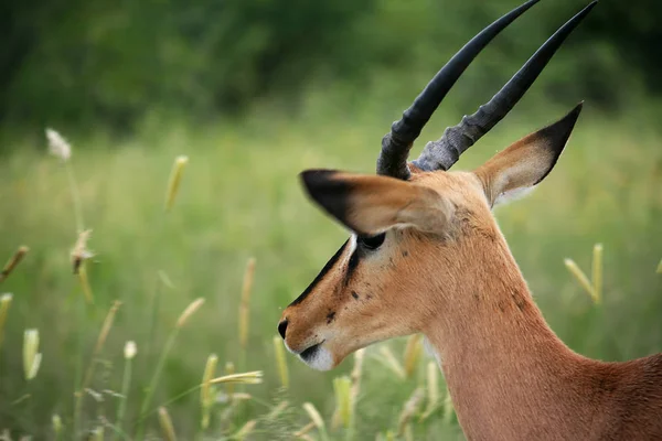 在自然界中被钩住的动物 Savannah Gazelle — 图库照片