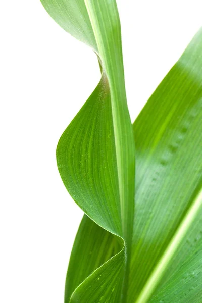 Kukorica Levél Mint Háttér Másolás Tér — Stock Fotó