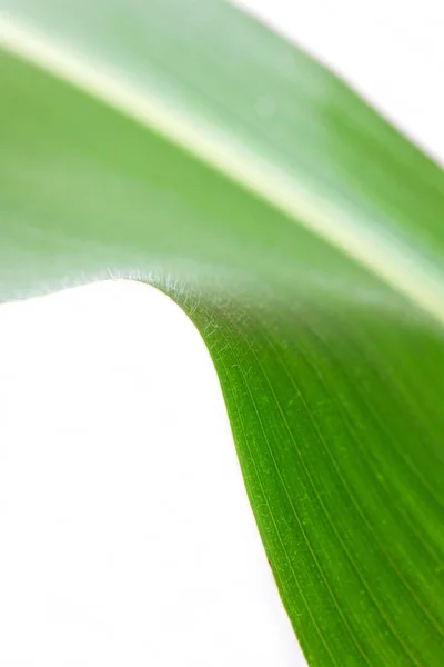 Corn Leaf Background Copy Space — Stock Photo, Image