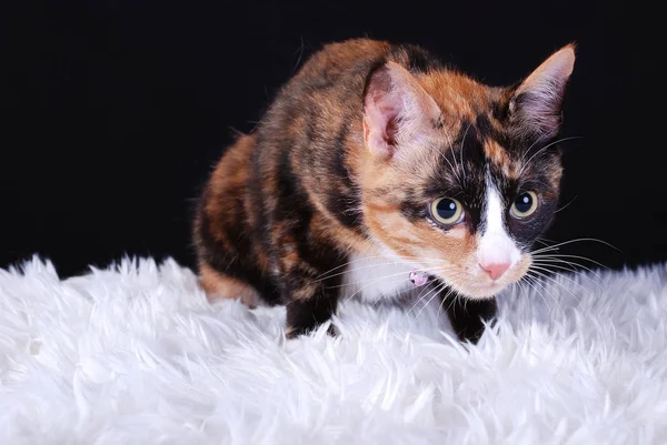 Krásná Zvědavá Kočička — Stock fotografie