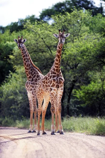 Jirafa Marrón Alta Animal Flora Fauna Naturaleza — Foto de Stock