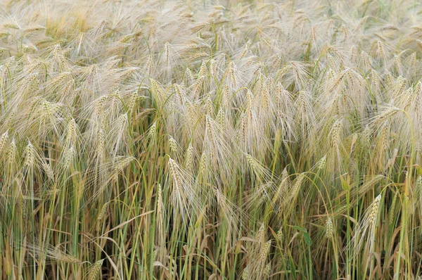 Mezőgazdaság Termőkukoricával Borított Vidéki Terület — Stock Fotó