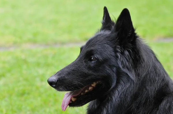 Porträt Eines Süßen Hundes — Stockfoto