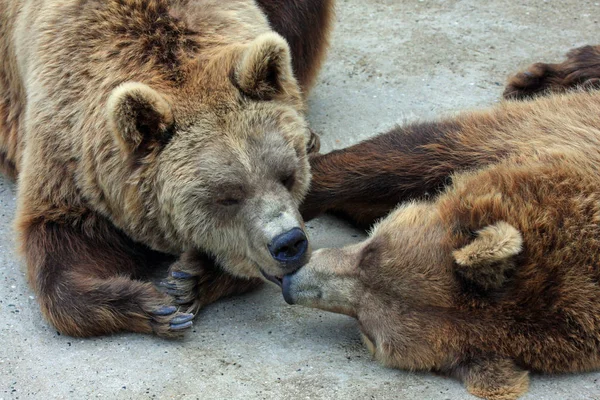 Primer Plano Los Animales Zoológico — Foto de Stock