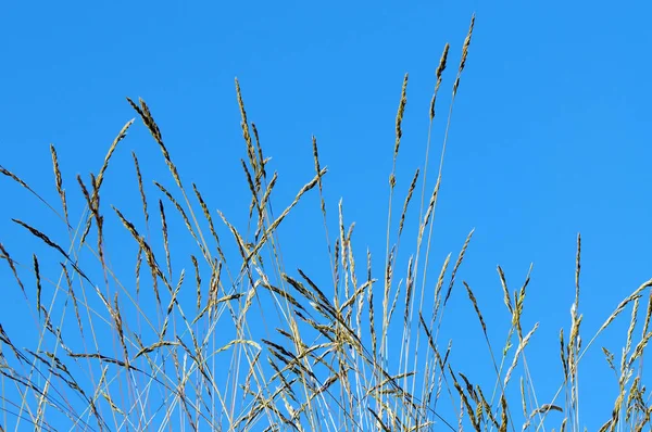 Piękne Botaniczne Ujęcie Naturalna Tapeta — Zdjęcie stockowe