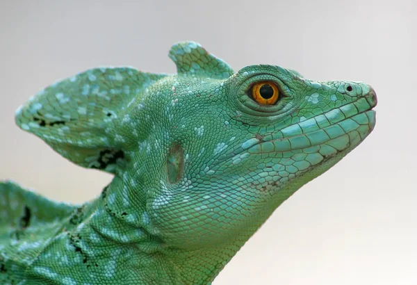 Lézard Exotique Animal Reptile Iguane — Photo