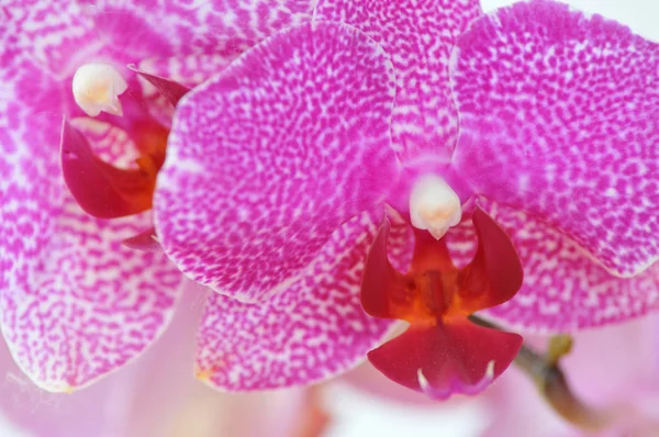 Festői Gyönyörű Színes Orchidea Virág — Stock Fotó