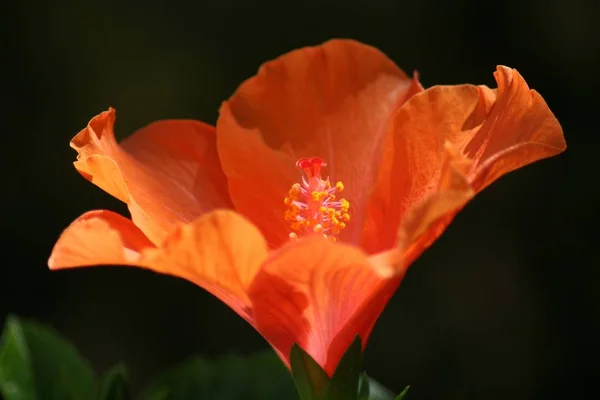 Amfibik Çiçeği — Stok fotoğraf