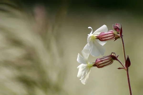 Flor Campión Blanco — Foto de Stock