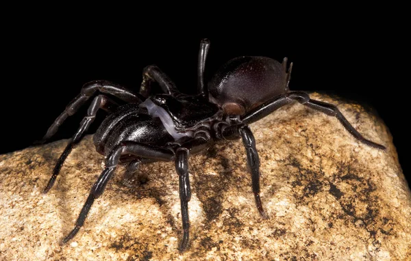 Spider Animal Scary Insect — Stock Photo, Image