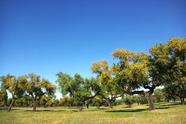 Foresta Mediterranea Portogallo — Foto Stock