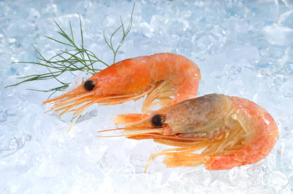 两只虾在冰上 — 图库照片