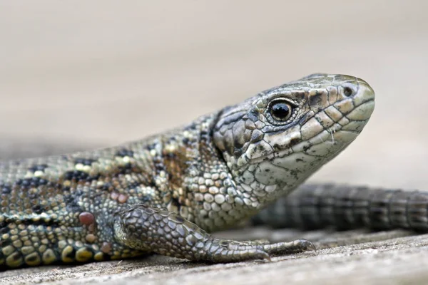 Wildlife Scene Beautiful Nature — Stock Photo, Image