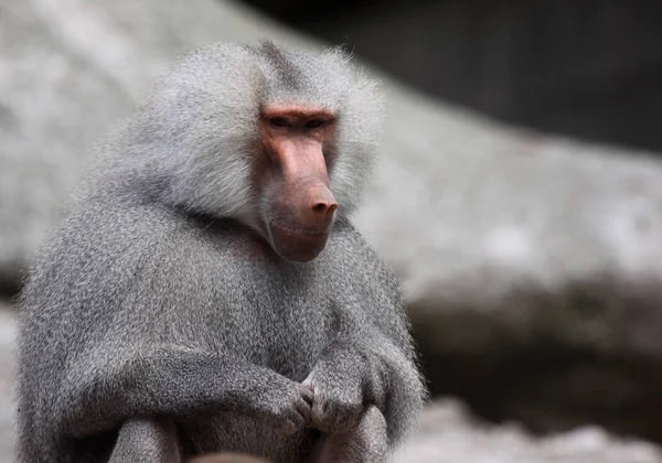 Apen Primaat Dier Wilde Dieren — Stockfoto