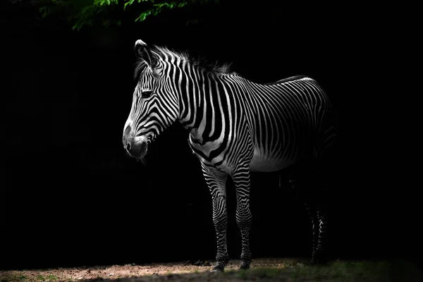 Gestreiftes Zebratier Säugetier — Stockfoto