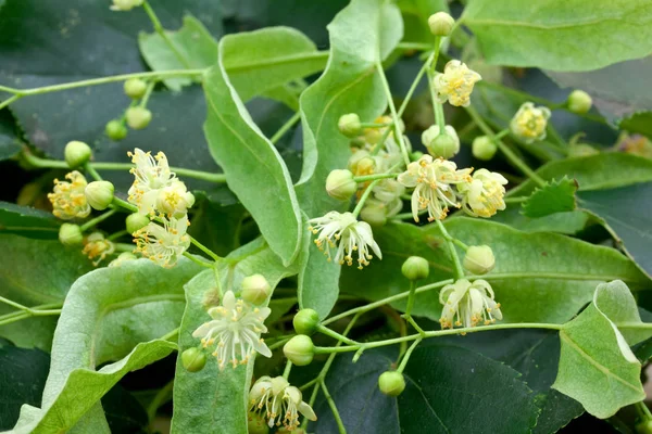 Las Flores Linden Cierran Platyphyllos —  Fotos de Stock