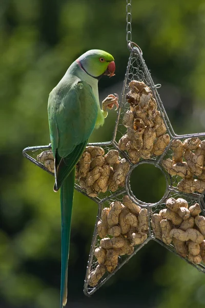 Parakeet Rallado Rosa Comiendo Cacahuetes —  Fotos de Stock