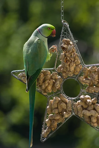 Papoušek Růžovými Kroužky Pojídající Buráky — Stock fotografie